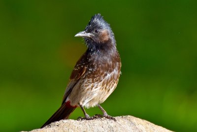 Female Red-Vented Bulbul (07/05/2015)