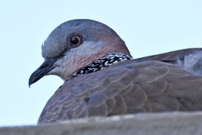 Spotted Dove - Eye Catching (07/28/2015)