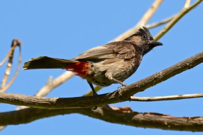 Red-Vented Bulbul using D3100 (08/02/2015)