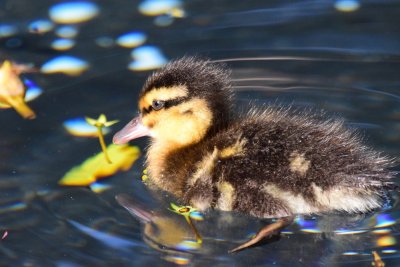 Baby Ducky - Full Image (06/18/2015)