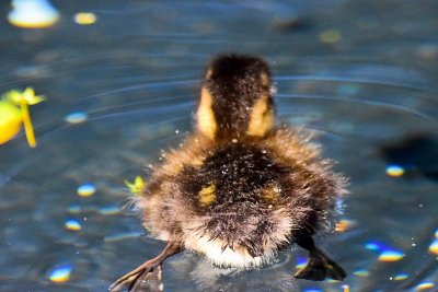 Baby Ducky - The Tail End (06/18/2015)