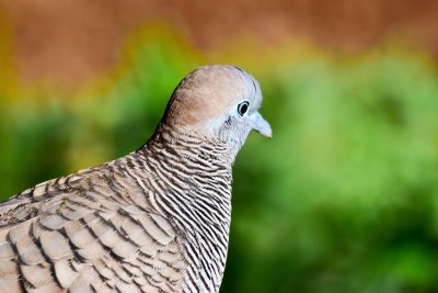 Zebra Dove - Coloured Vision (06/18/2015)