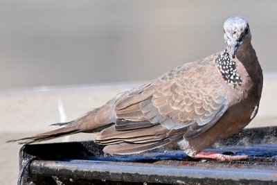 Spotted Dove - On The Grill