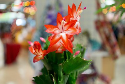 Christmas Cactus - Flower (taken on 12/09/2015)