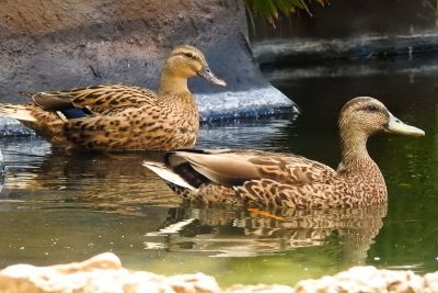 Hawaiian Mallard Ducks (pair) (taken on 02/03/16)