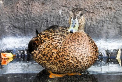 Hawaiian Mallard Duck greetings (taken on 02/07/2016)