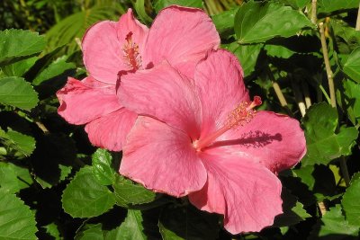 Pink Hibiscus Flowers double (taken on 02/07/2016)