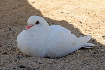 White Rock Dove (taken on 02/22/2016)