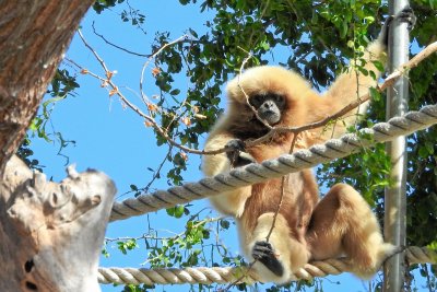 Honolulu Zoo - White-Handed Gibbon (taken on 03/20/2016)