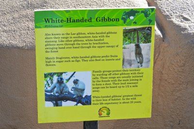 Honolulu Zoo - White-Handed Gibbon (information) (taken on 03/20/2016)