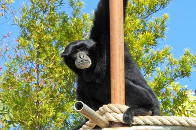 Honolulu Zoo - Siamang Gibbon (taken on 03/20/2016)