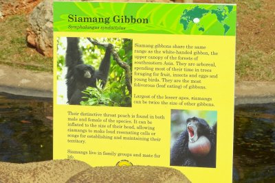 Honolulu Zoo - Siamang Gibbon (information) (taken on 03/20/2016)