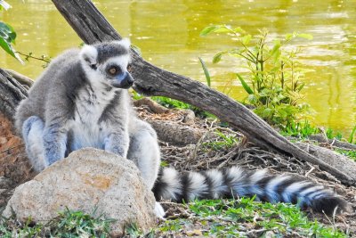 Honolulu Zoo - Ring-Tailed Lemur (taken on 03/20/2016)
