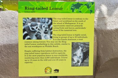 Honolulu Zoo - Ring-Tailed Lemur (information) (taken on 03/20/2016)