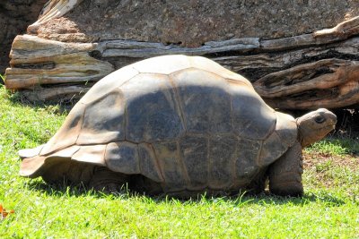 Honolulu Zoo - Aldabra Tortoise (taken on 03/20/2016)