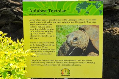 Honolulu Zoo - Aldabra Tortoise (information) (taken on 03/20/2016)