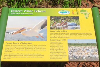 Honolulu Zoo - Eastern White Pelican (information) (taken on 03/20/2016)