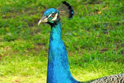 Honolulu Zoo - Peacock (taken on 03/20/2016)