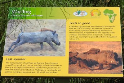 Honolulu Zoo - Warthog (information) (taken on 03/20/2016)