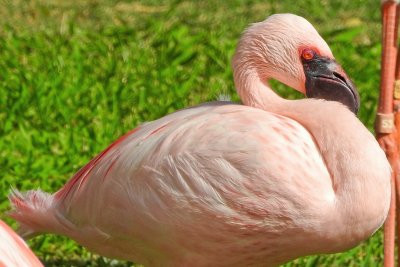 Honolulu Zoo - Lesser Flamingo (taken on 03/20/2016)