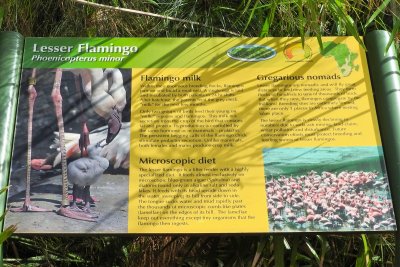 Honolulu Zoo - Lesser Flamingo (information) (taken on 03/20/2016)