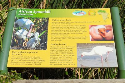 Honolulu Zoo - African Spoonbill (information) (taken on 03/20/2016)