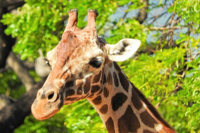 Honolulu Zoo - Giraffe (taken on 03/20/2016)