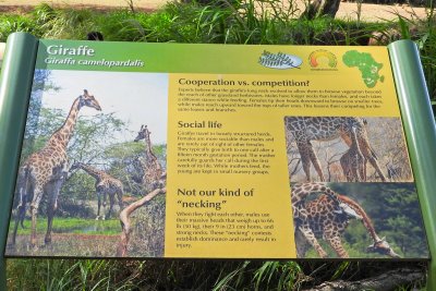 Honolulu Zoo - Giraffe (information) (taken on 03/20/2016)