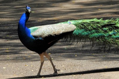 Honolulu Zoo - Peacock another look (no sharpening)(taken on 03/30/2016)