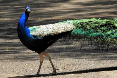 Honolulu Zoo - Peacock another look (sharpened with PhotoKit Sharpener)(taken on 03/30/2016)