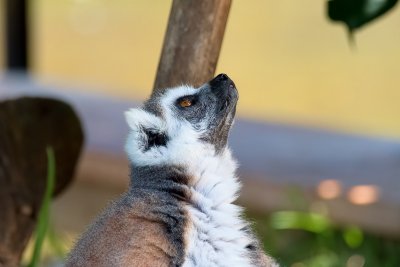 Ring-tailed Lemur what's up there? (taken on 05/29/2016)