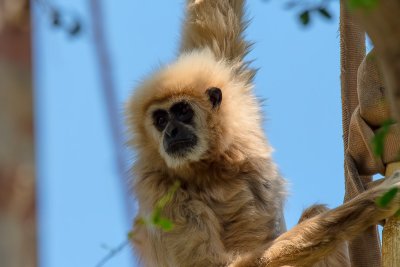 White-handed Gibbon hey, I'm over here (taken on 05/29/2016)