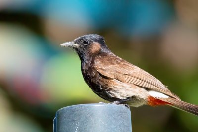 Red-vented Bulbul (taken on 06/22/2016)
