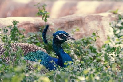 Honolulu Zoo - Peacock retro look (taken on 05/29/2016)