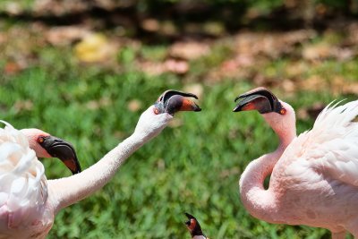 Honolulu Zoo - Lesser Flamingos ruffled feathers (taken on 05/29/2016)