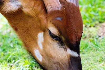 Honolulu Zoo - Bongo Antelope close-up (taken on 07/20/2016)