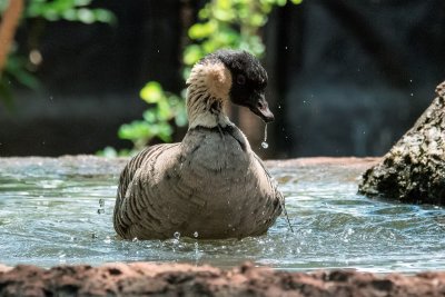 Honolulu Zoo - Hawaiian Nene Goose (water dripping) (taken on 07/20/2016)