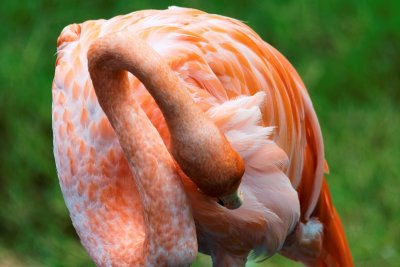 Honolulu Zoo - American Flamingo (preening) (taken on 07/20/2016)