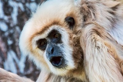 Honolulu Zoo - White-handed Gibbon (close-up) (taken on 07/20/2016)