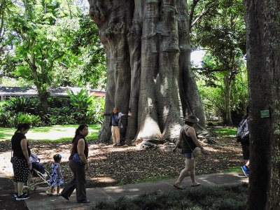 Foster Botanical Garden - Baobab Tree (taken on 08/02/2016)