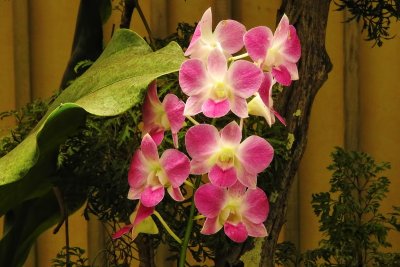 Foster Botanical Garden - Pink Orchids (taken on 08/02/2016)