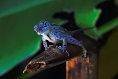 Foster Botanical Garden - Brown Anole Lizard curious (taken on 08/02/2016)