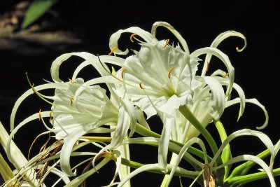 Foster Botanical Garden - Spider Lily (taken on 08/10/2016)