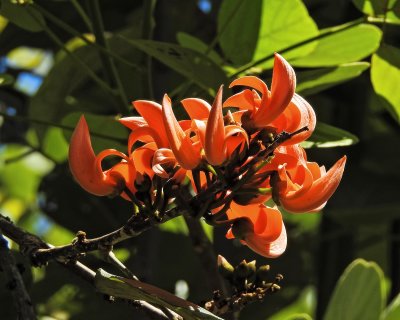 Foster Botanical Garden - Flame-Of-The-Forest tree flowers (taken on 08/10/2016)