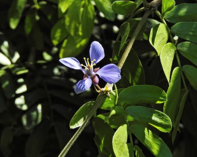 Small Blue Flower (from a tree) (taken on 08/10/2016)