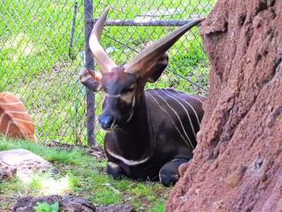 Bongo Antelope (male) (taken on 08/04/2016)