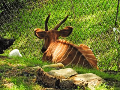 Bongo Antelope (female) (taken on 08/04/2016)
