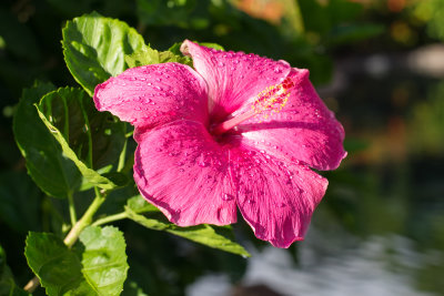 Pink Hibiscus after the rain (taken on 10/29/2016)