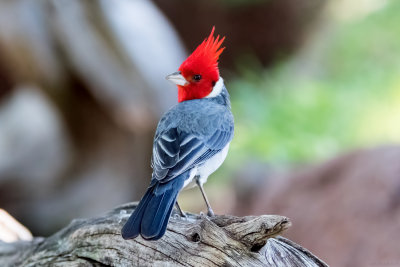 Red-Crested Cardinal (taken on 12/31/2016)