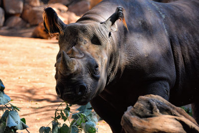 Rhinoceros (taken on 12/31/2016)
